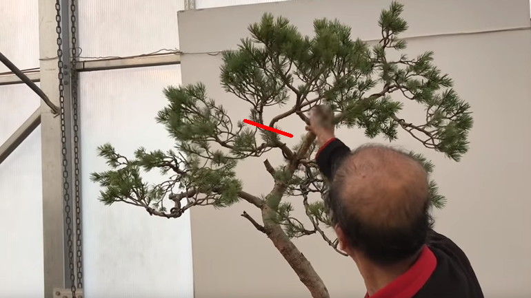Bonsai tree with red line marking potential cut 
