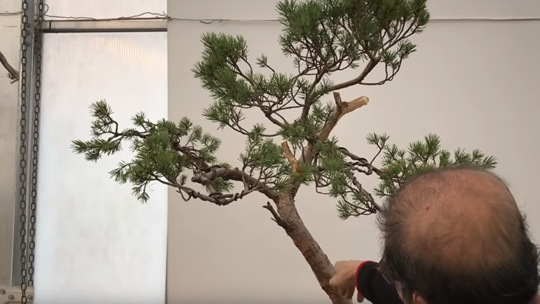 Front view of bonsai