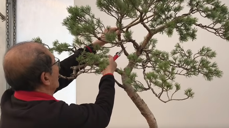 Peter using shears to cut bonsai branch