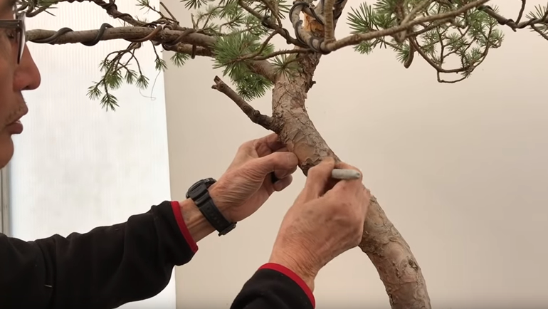 Peter using permanent marker to mark bonsai trunk