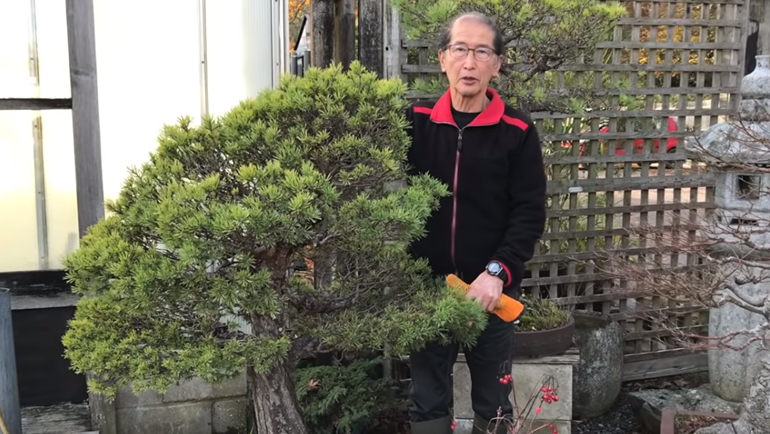 How To Make A Large Beuvronensis Bonsai