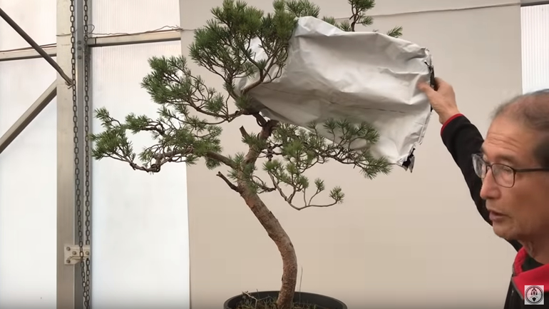Peter holding plastic bag against bonsai tree