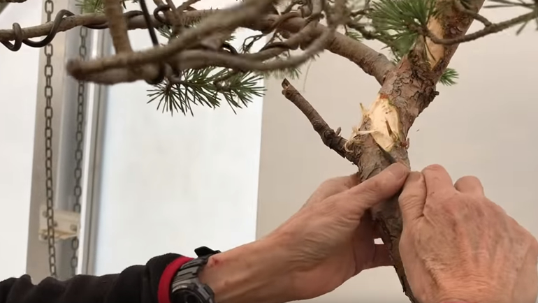 Peter using knife to strip away bark on bonsai trunk