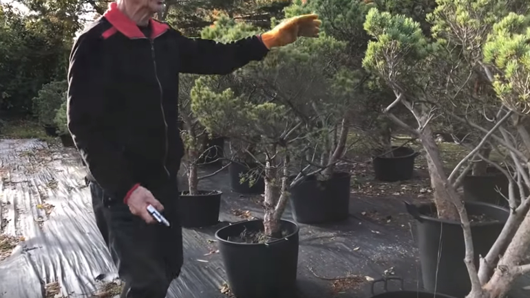 Peter showing us untrained trees in Beuvronensis bonsai nursery