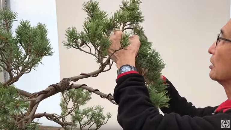 Peter wiring bonsai branches