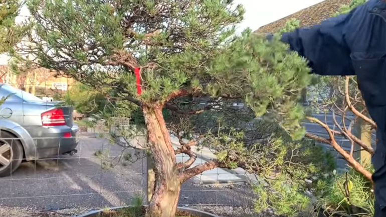 Beuvronensis Pine bonsai