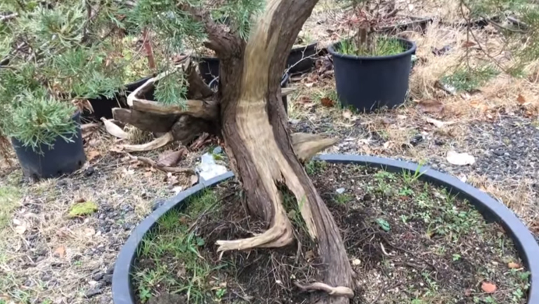 driftwood on bonsai