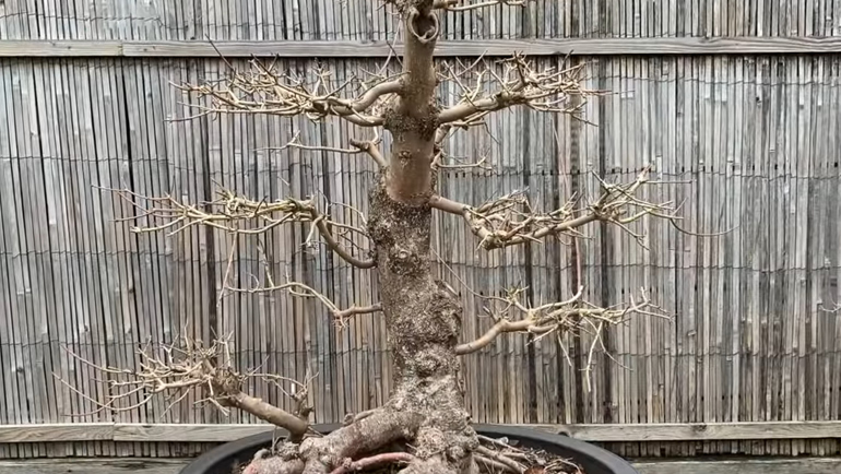 english maple bonsai tree