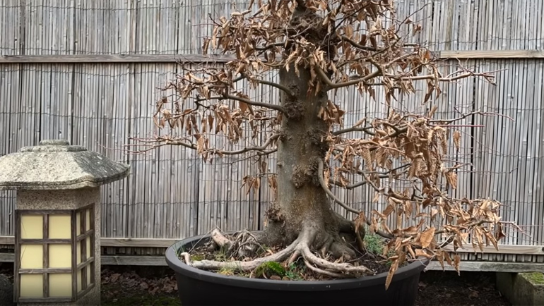 european hornbeam bonsai