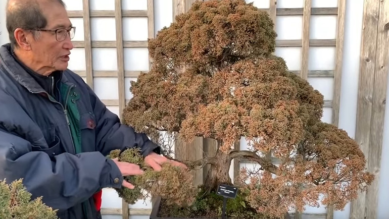 peter with juniper bonsai