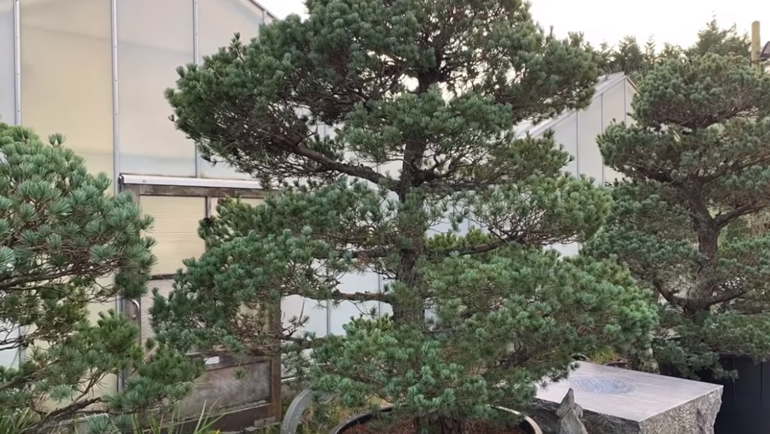 large scots pine bonsai