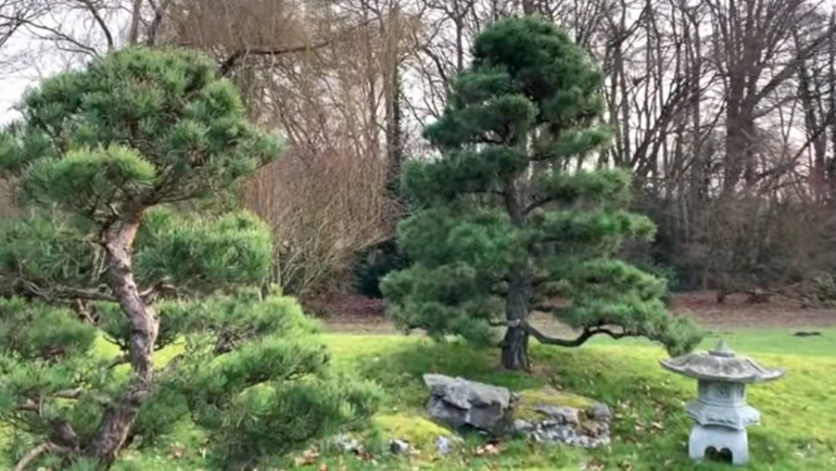 large scots pine bonsai 