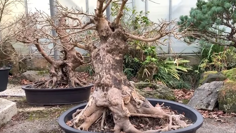 large trunk bonsai