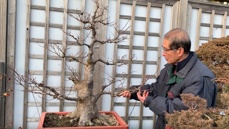 large trunk maple bonsai 2