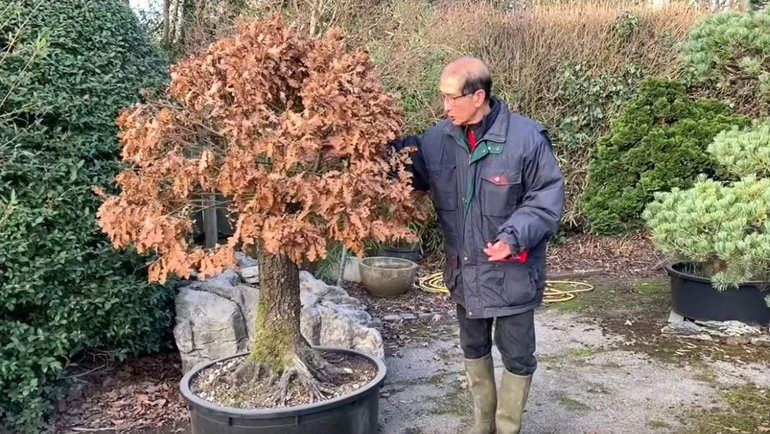 peter stood with japanese maple bonsai