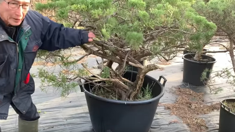 san jose juniper bonsai