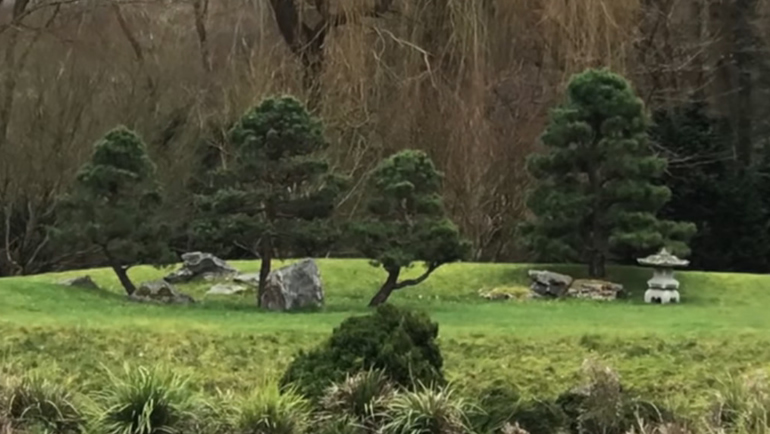 scots pine bonsai in field