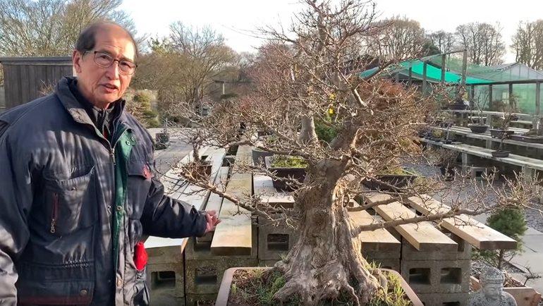 peter with trident maple bonsai tree