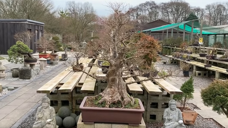 trident maple bonsai tree