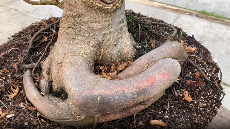 thick roots on bonsai