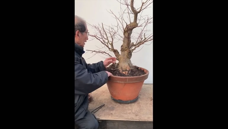 bonsai in training pot