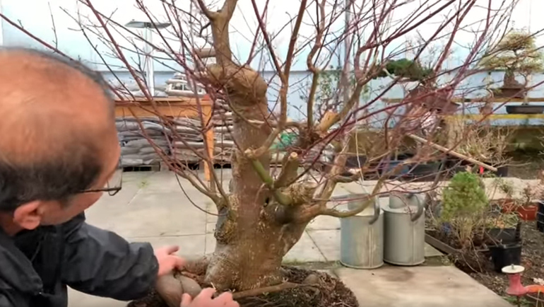 forward facing branch on bonsai
