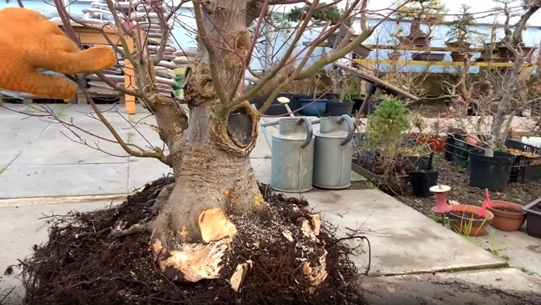 root removed from tree
