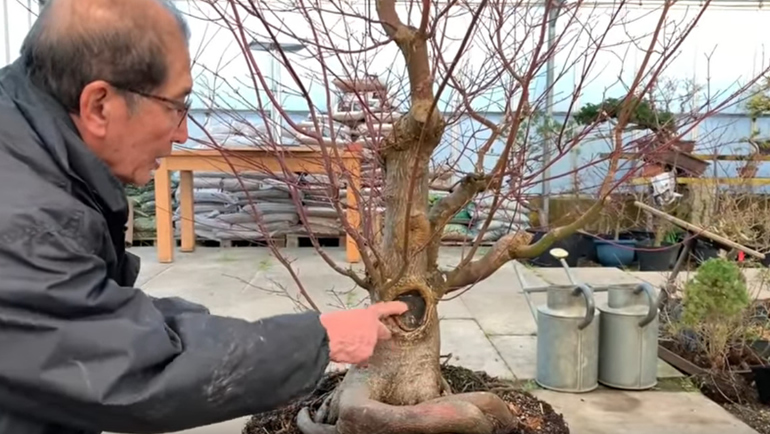 healing cut branch on bonsai