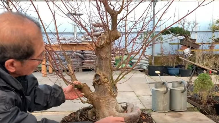 healing branch cut on bonsai