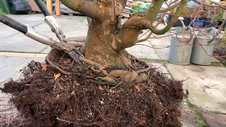 cutting bonsai root