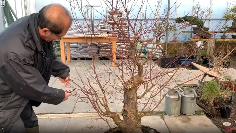 cutting long branches on bonsai