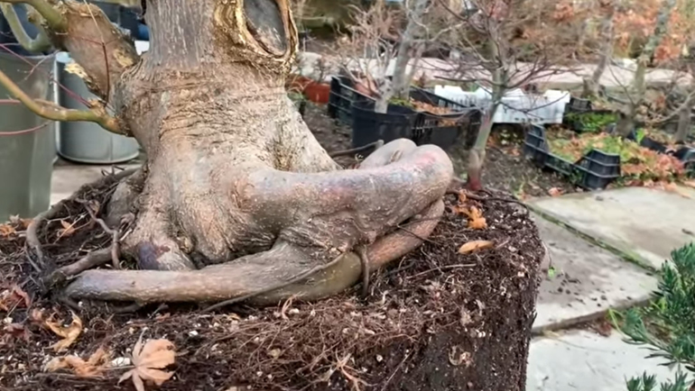 maple bonsai roots