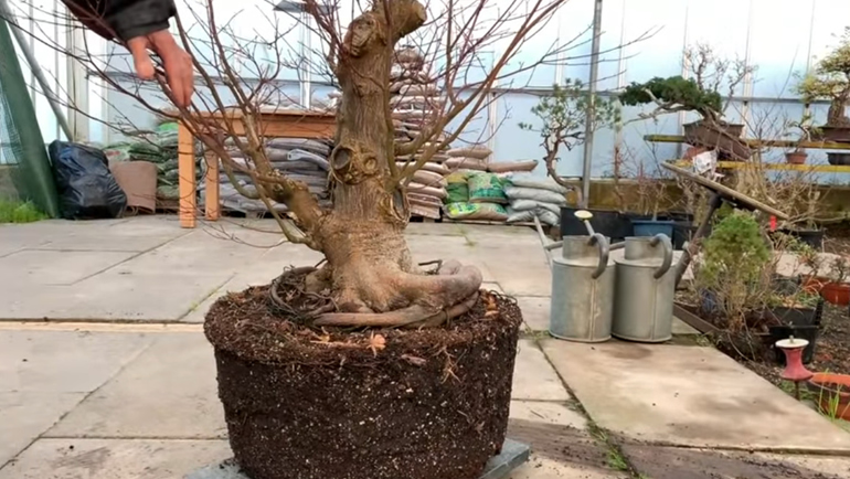 maple bonsai on turntable