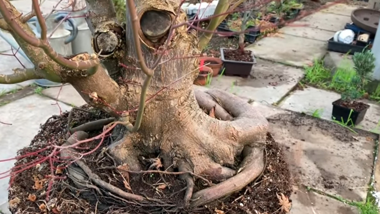 maple trunk and roots