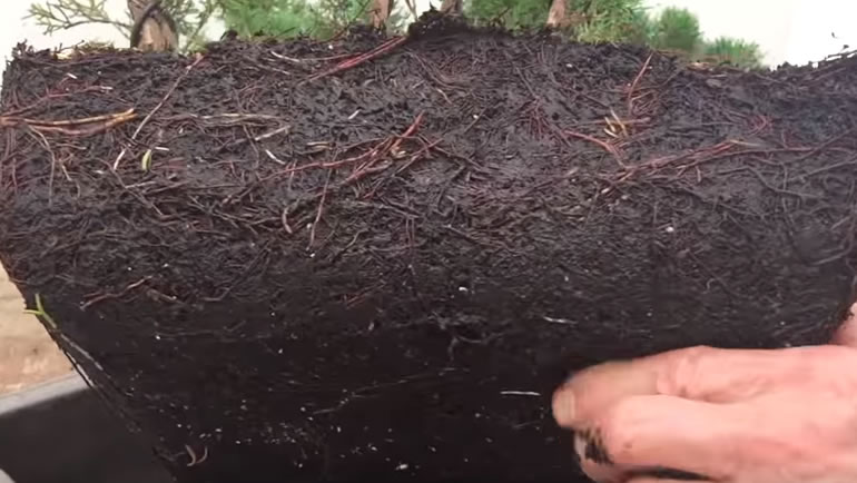 raft bonsai roots