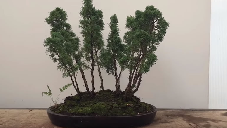 raft bonsai in pot