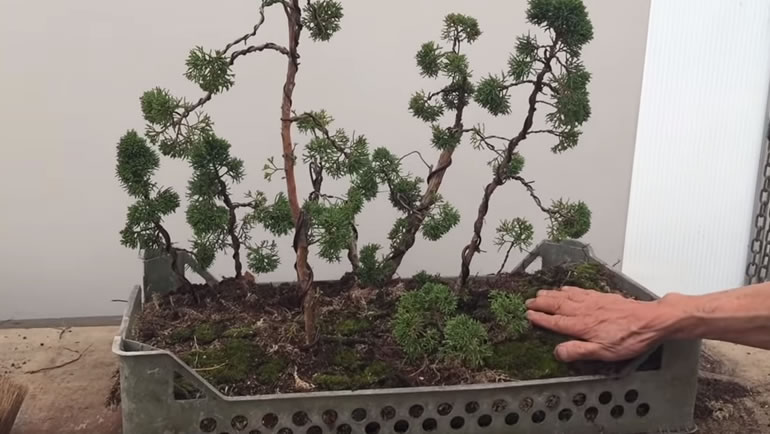 raft bonsai in tray