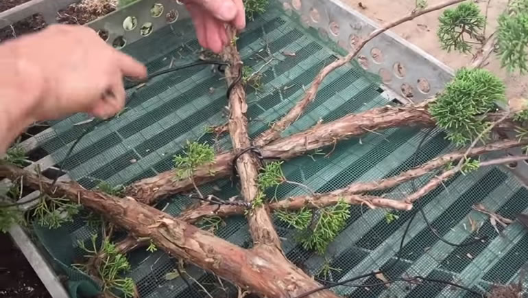 shaping branches with wire