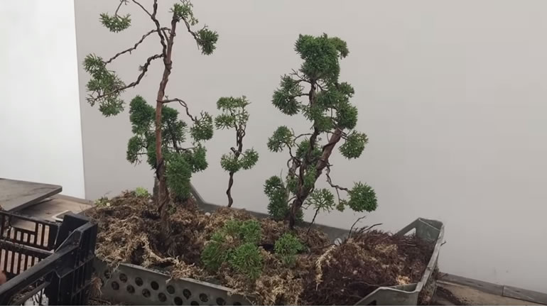 sphagnum moss raft bonsai