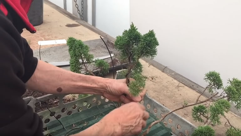 wiring branches to create raft bonsai