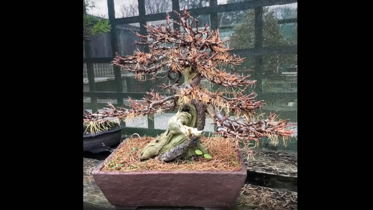 japanese larch bonsai tanuki