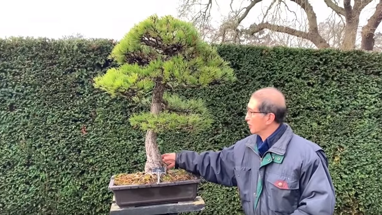 austrian black pine bonsai