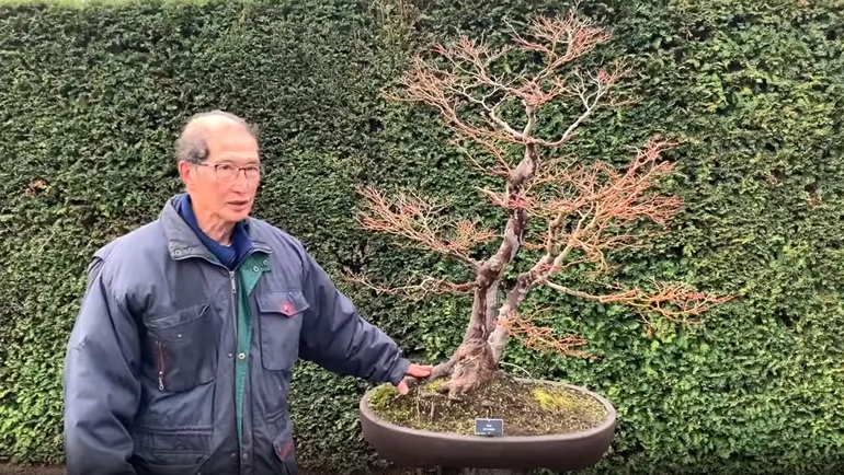 field grown maple bonsai