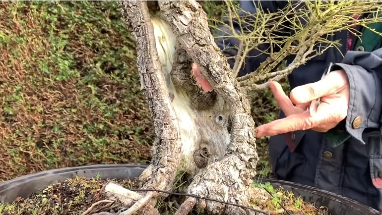 hollow trunk bonsai