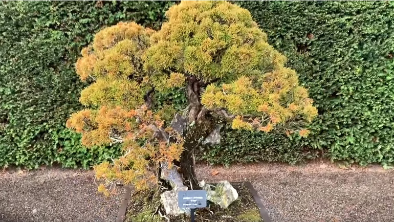 imported juniper bonsai