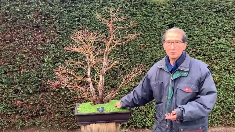 red deshojo maple bonsai