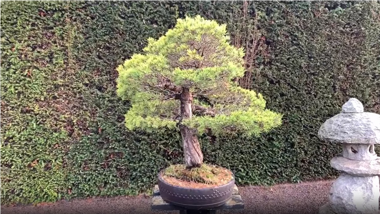 scots pine bonsai tree
