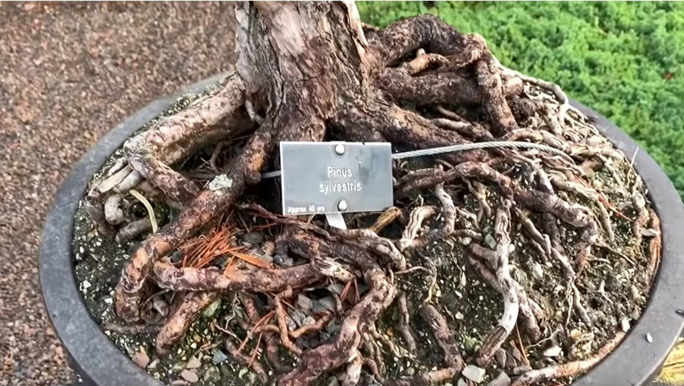 scots pine bonsai nebari