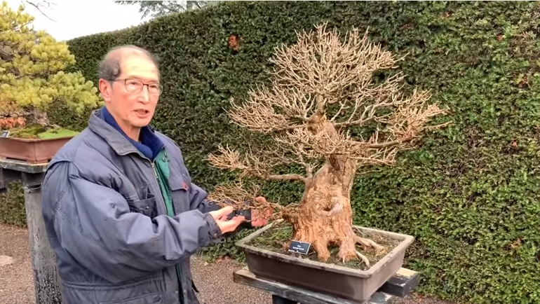 trident maple bonsai tree