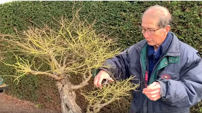trimming chinese elm bonsai